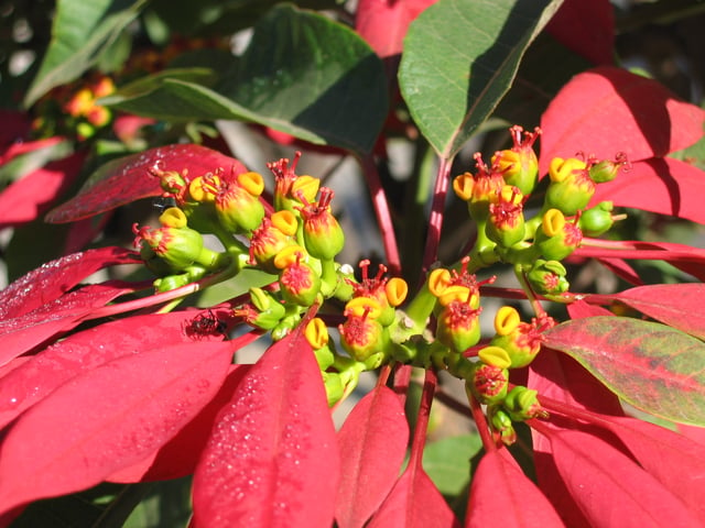 Poinsettia bracts are leaves which have evolved red pigmentation in order to attract insects and birds to the central flowers, an adaptive function normally served by petals (which are themselves leaves highly modified by evolution).