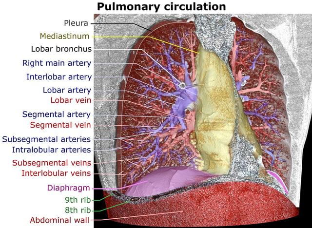 3D rendering of a high-resolution CT scan of the thorax. The anterior thoracic wall, the airways and the pulmonary vessels anterior to the root of the lung have been digitally removed in order to visualize the different levels of the pulmonary circulation.