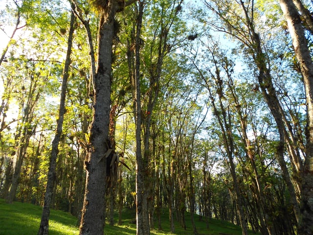El Valle forest in Mérida.