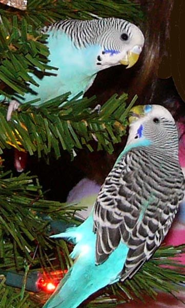 Adult females (top) display beige to white to pale blue ceres, while adult males (bottom) typically have royal blue ceres or purplish-pink in albinistic and recessive pied varieties.