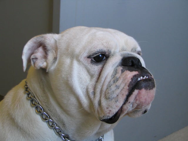 Example of four-year-old Bulldog of champion bloodline, side view.