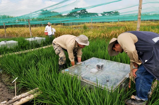 Work by the International Center for Tropical Agriculture to measure the greenhouse gas emissions of rice production.