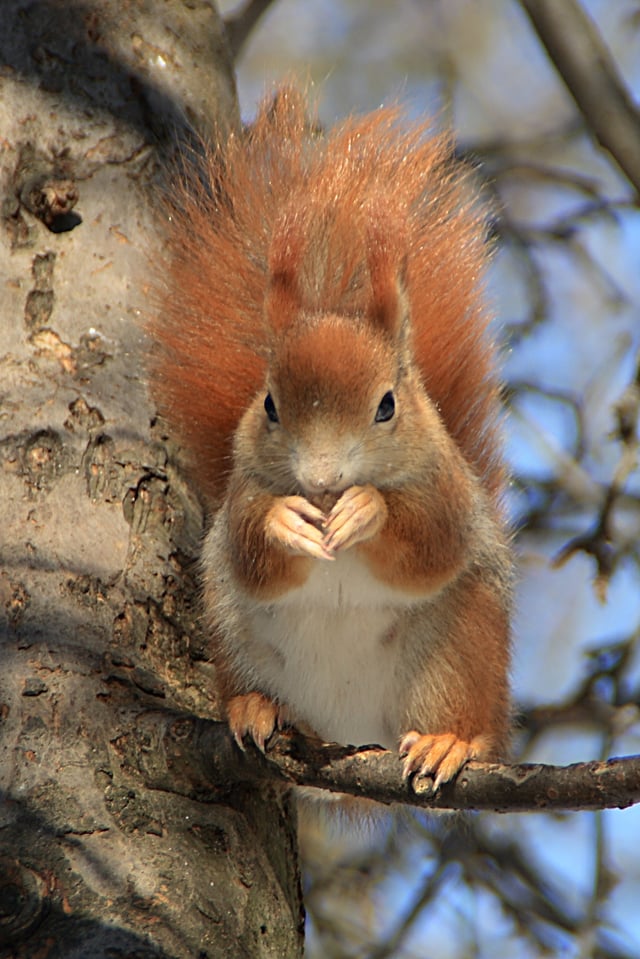 Red squirrel (Sciurus vulgaris), a protected animal