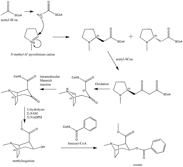 Biosynthesis of cocaine