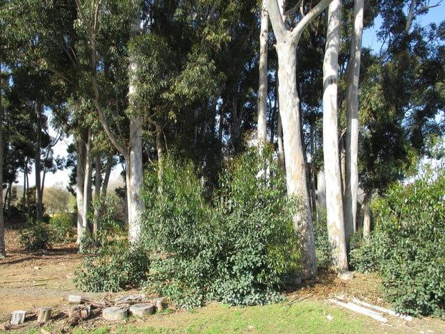 Near the ground these Eucalyptus