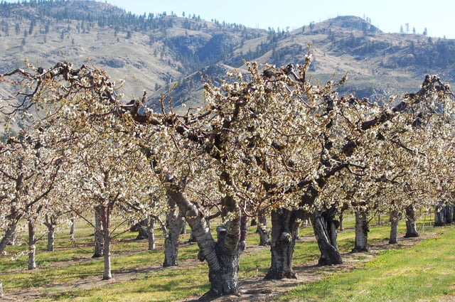 Osoyoos fruit trees in April