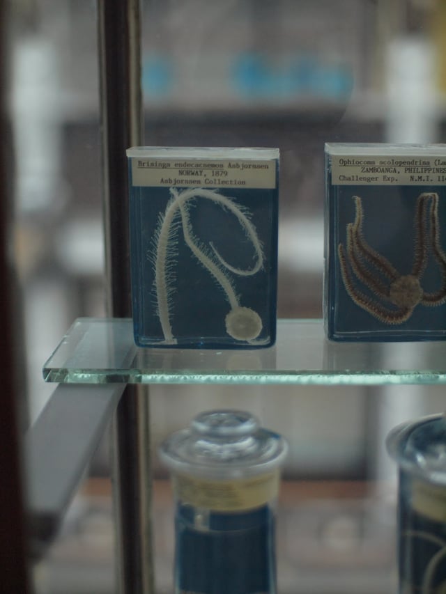 Specimen of Brisinga endecacnemos collected and named by Asbjørnsen, in the Natural History Museum, Dublin