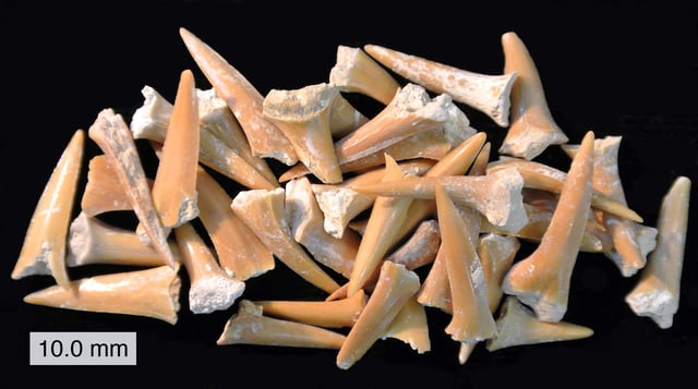 A collection of Cretaceous shark teeth