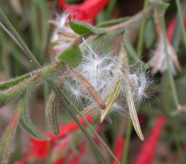 Ripe capsule of Epilobium canum (zauschneria) releasing seed