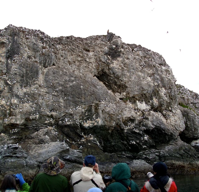 A nesting colony of kittiwakes and murres, with a juvenile bald eagle