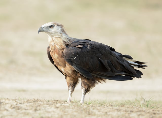 At Jim Corbett National Park, Uttarakhand, India
