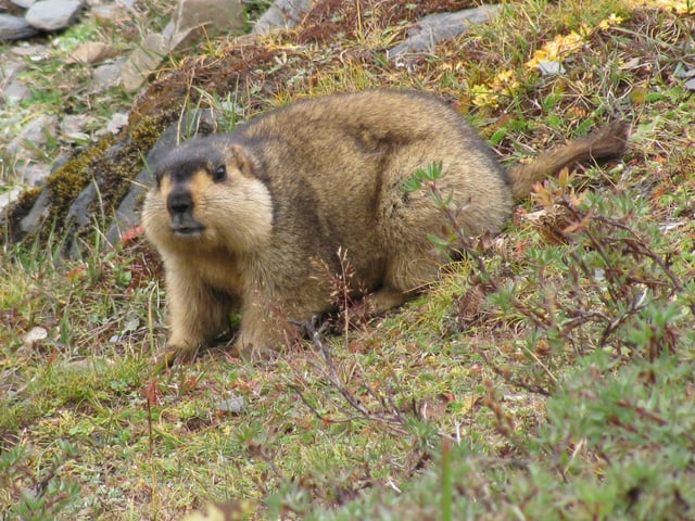 Himalayan Marmot at Tshophu Lake, Bhutan