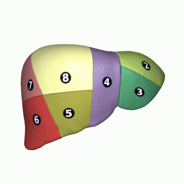 Shape of human liver in animation, with eight Couinaud segments labelled