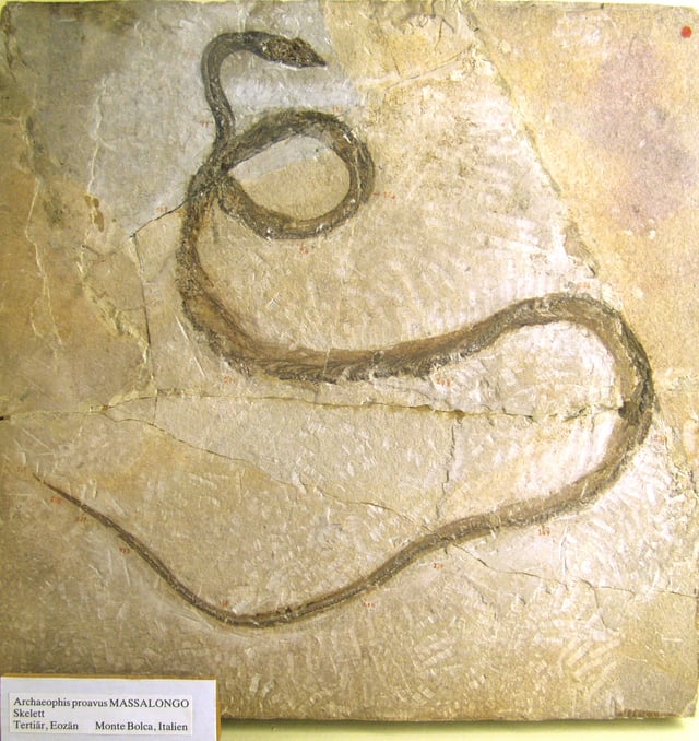 Fossil of Archaeophis proavus.