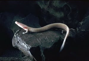 Olm can be found in Postojna cave and other caves in the country.