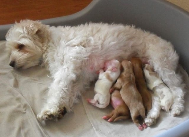 Female dog nursing newborn puppies