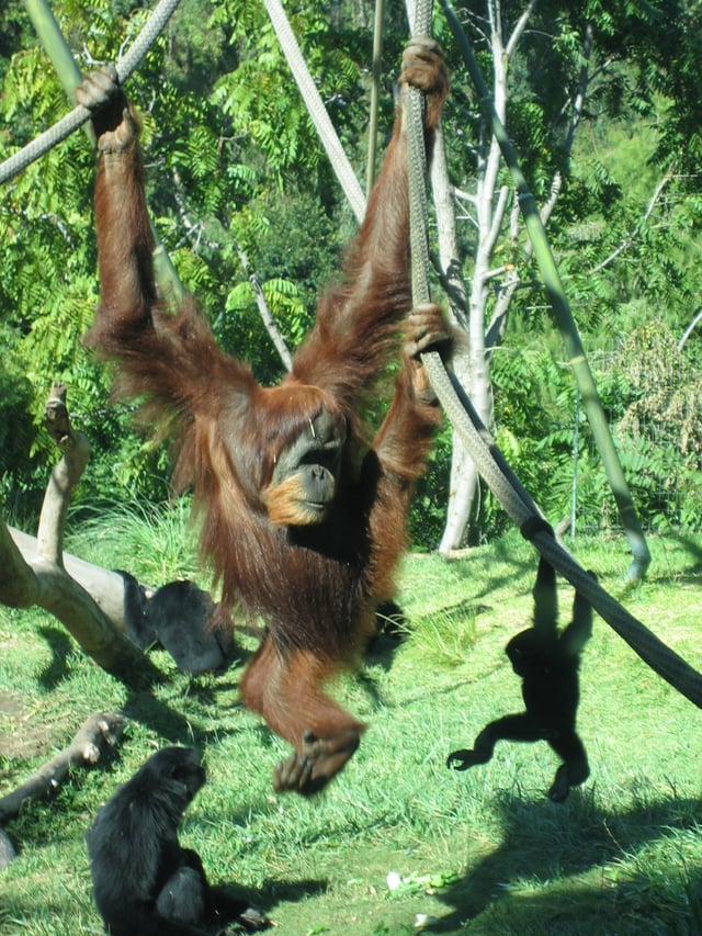 Like those of the orangutan, the shoulder joints of hominoids are adapted to brachiation, or movement by swinging in tree branches.