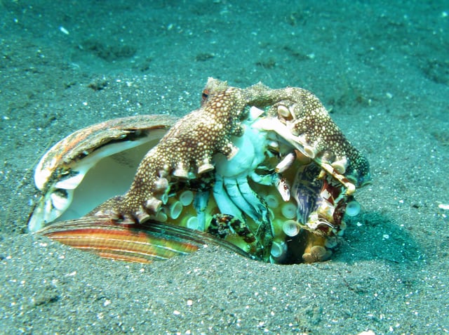 Veined octopus eating a crab