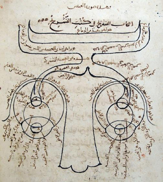 The structure of the human eye according to Ibn al-Haytham. Note the depiction of the optic chiasm. —Manuscript copy of his Kitāb al-Manāẓir (MS Fatih 3212, vol. 1, fol. 81b, Süleymaniye Mosque Library, Istanbul)