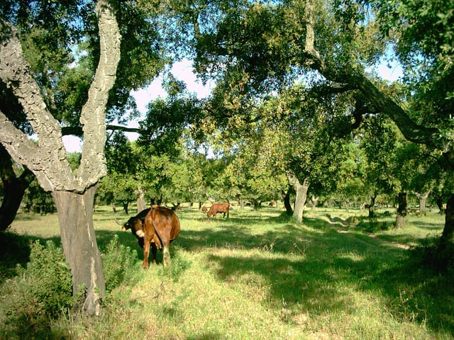 Dehesa Boyal (meadow for grazing animals), Bollullos Par del Condado, Huelva.