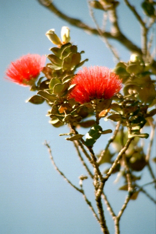 Lehua blossoms, Hawaiʻi
