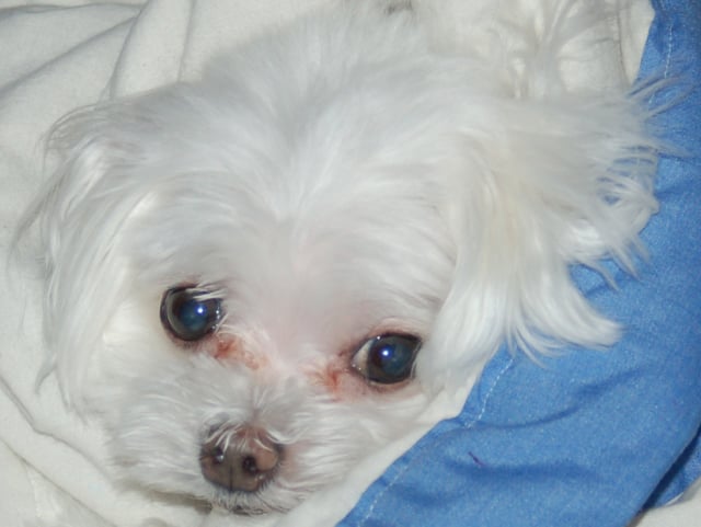 Maltese Dog showing tear staining.