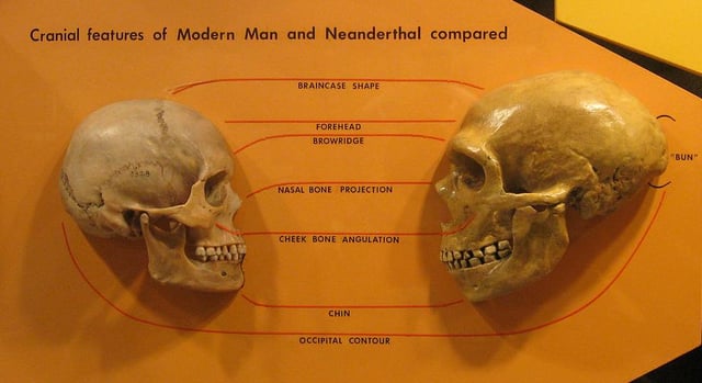 Anatomical comparison of skulls of Homo sapiens (Oase 1, left) and Homo neanderthalensis (right)(Cleveland Museum of Natural History).Features compared are the braincase shape, forehead, browridge, nasal bone projection, cheek bone angulation, chin and occipital contour.