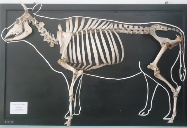 Displayed skeleton of a domestic cow