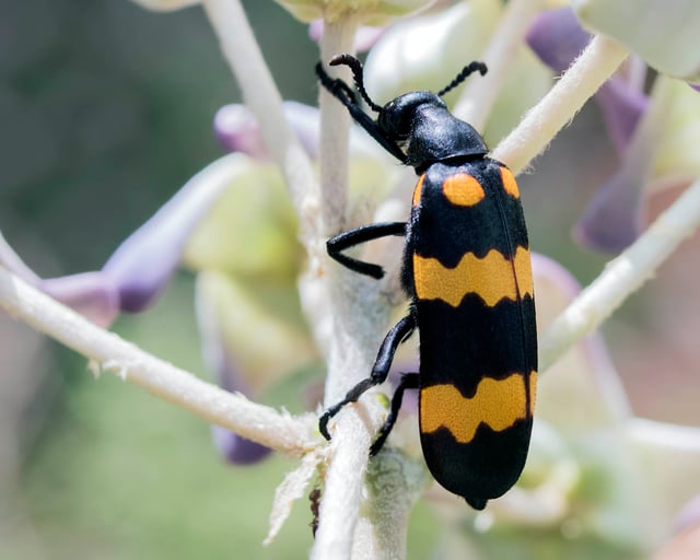 Blister beetles such as Hycleus have brilliant aposematic coloration, warning of their toxicity.