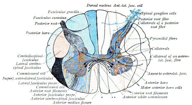 Diagram of the columns and of the course of the fibers in the spinal cord. Sensory synapses occur in the dorsal spinal cord (above in this image), and motor nerves leave through the ventral (as well as lateral) horns of the spinal cord as seen below in the image.