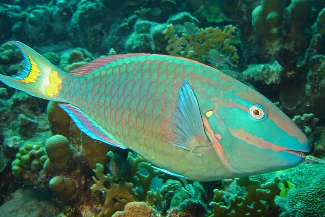 Jamaican parrotfish