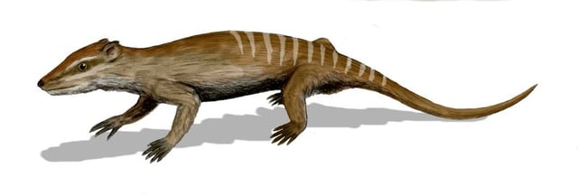 At about 13 centimetres (5.1 in) the Early Cretaceous Yanoconodon was longer than the average mammal of the time.