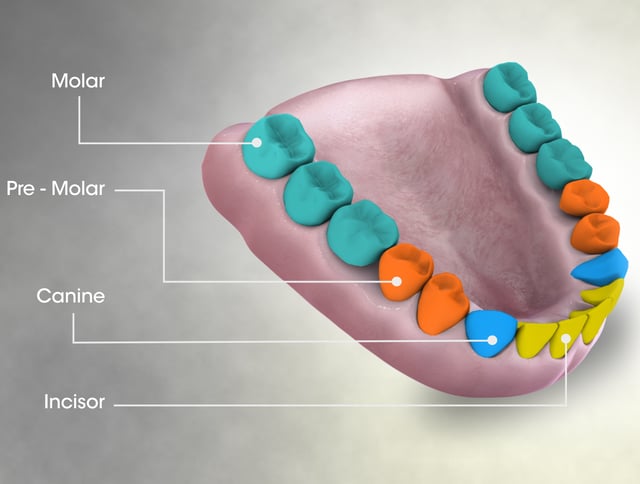 Image showing molar teeth and their arrangement in the mouth of an adult human being