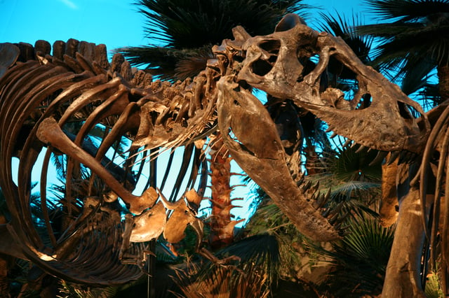 "Bucky," a juvenile Tyrannosaurus specimen at The Children's Museum of Indianapolis.