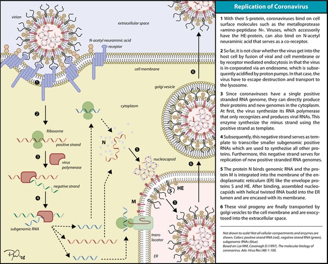The infection cycle of coronavirus