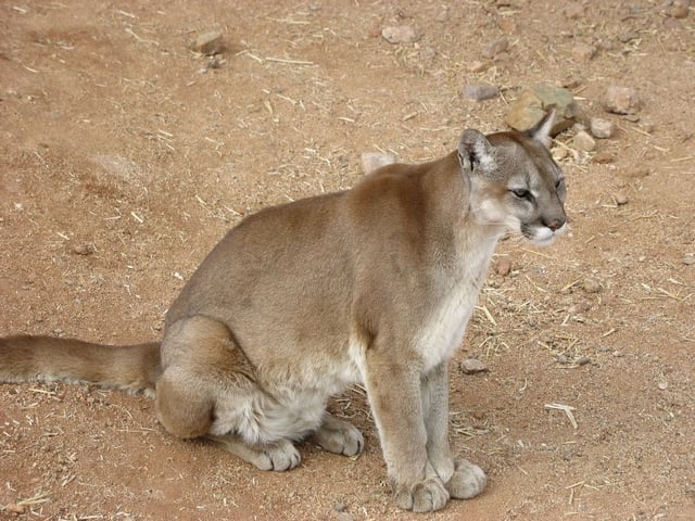 Although cougars somewhat resemble the domestic cat, they are about the same size as an adult human