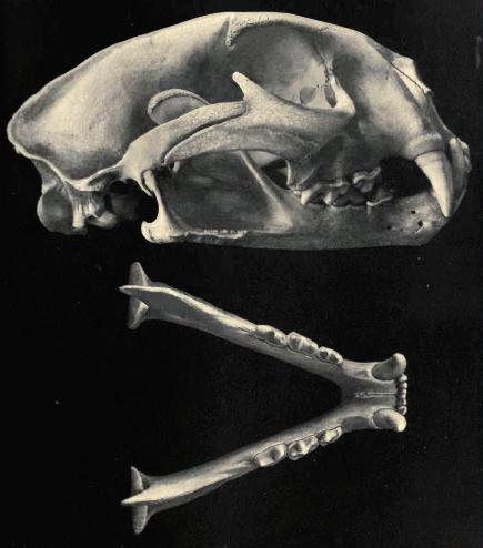Cougar skull and jawbone