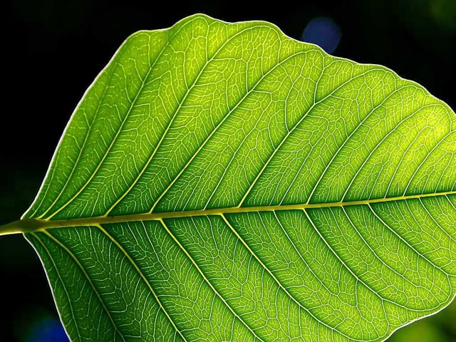 The leaf is the primary site of photosynthesis in most plants.
