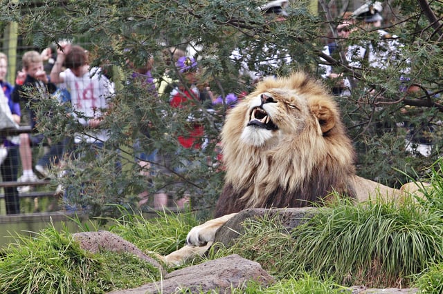 Lion in Melbourne Zoo enjoying an elevated grassy area with some tree shelter