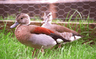 Ringed teal