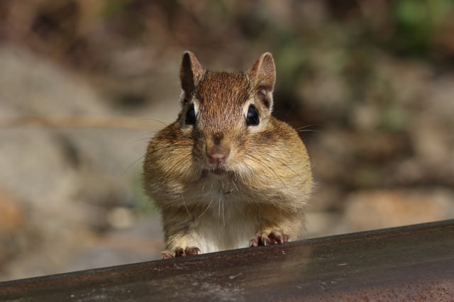 Eastern chipmunk carrying food in cheek pouches