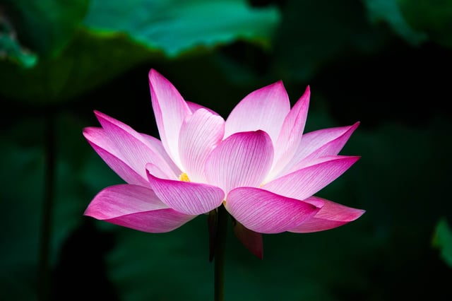 The pink lotus, widely regarded by the Vietnamese as the national flower of the country, symbolises beauty, commitment, health, honour and knowledge.
