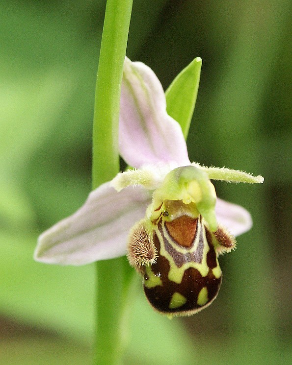Bee orchid lures male bees to attempt to mate with the flower's lip, which resembles a bee perched on a pink flower.