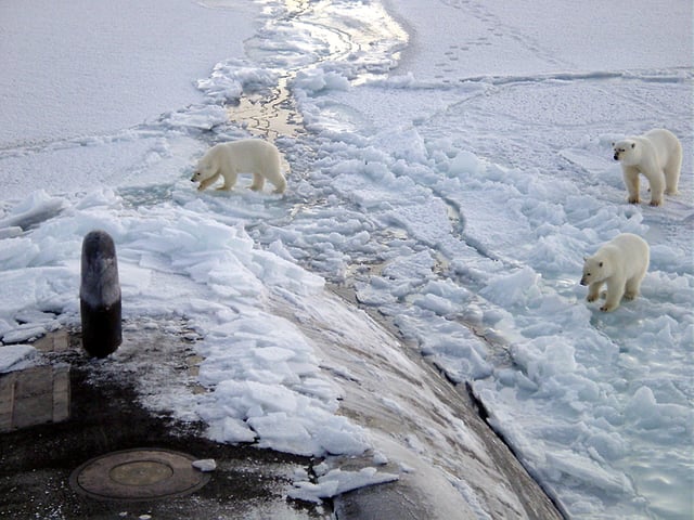 Polar bears investigate the submarine USS Honolulu 450 kilometres (280 mi) from the North Pole