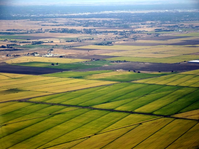 Rice paddy fields just north of the city of Sacramento, California.