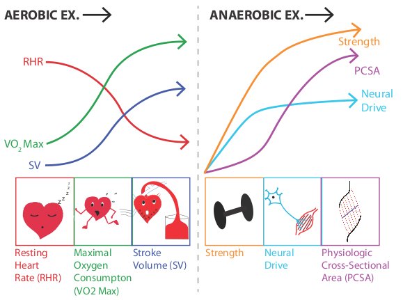 Summary of long-term adaptations to regular aerobic and anaerobic exercise. Aerobic exercise can cause several central cardiovascular adaptations, including an increase in stroke volume (SV) and maximal aerobic capacity (VO2 max), as well as a decrease in resting heart rate (RHR). Long-term adaptations to resistance training, the most common form of anaerobic exercise, include muscular hypertrophy, an increase in the physiological cross-sectional area (PCSA) of muscle(s), and an increase in neural drive, both of which lead to increased muscular strength. Neural adaptations begin more quickly and plateau prior to the hypertrophic response.