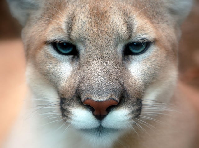 Adult cougars have blue eyes