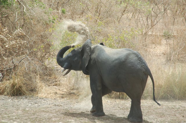 An elephant in the W National Park.