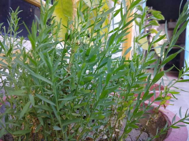 Small flax plants
