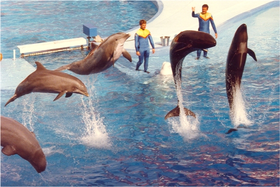 Sea World show featuring bottlenose dolphins and false killer whales